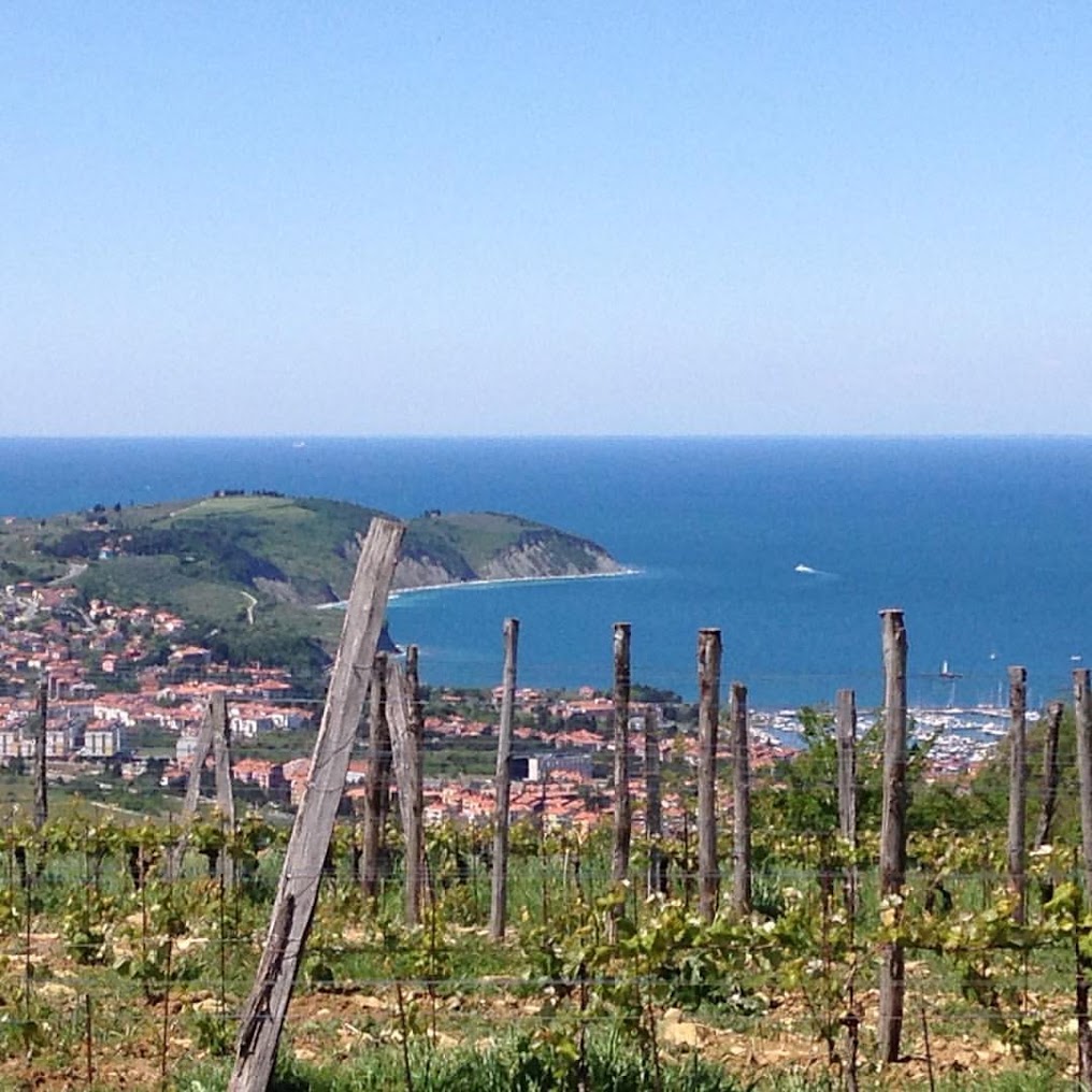 Vinograd Rojac nad Slovensko Istro s pogledom proti Jadranu